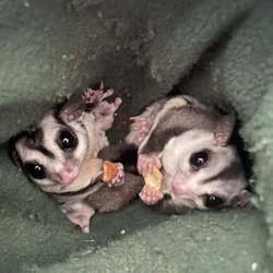 Sugar Glider Colony