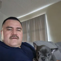 Female frenchie for sale