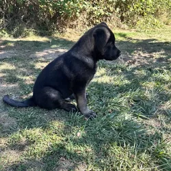 Beautiful Girl Puppies need to find forever home.