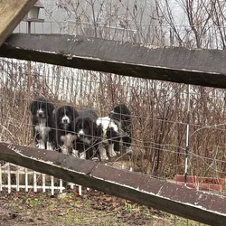 Livestock Guardian pups (LGD)