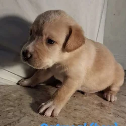 Cane Corso Labrador Mix