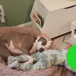Find a new home for Ceniza