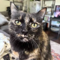 Galaxy is looking for her fur-ever home!