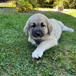 Deuce Kangal - Russian Shepherd Guardian Puppy