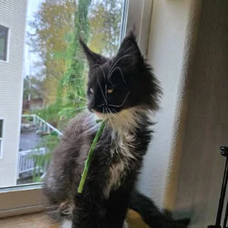 Maine Coon Kittens
