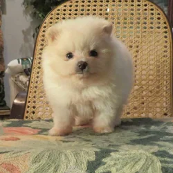 AKC BABYDOLL TEACUP POMRANIAN