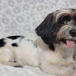 Looking for a good home!