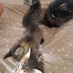 Beautiful fluffy tabby kittens for sale