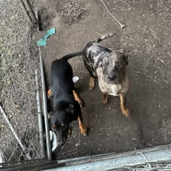 Rottweiler mix puppies