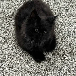 Maine Coon Kittens