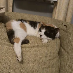 Domestic Calico Cat