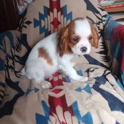 Cavalier King Charles Spaniels