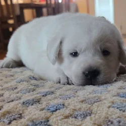 English Labrador Retriever