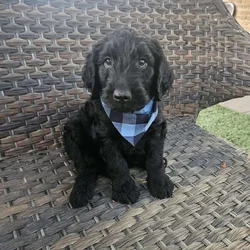 Black Goldendoodles