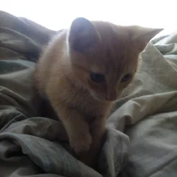 Ginger kitten