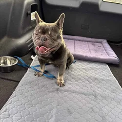 Frenchie bull dog Male