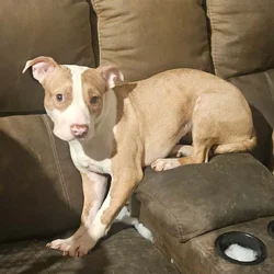 American Staffordshire Puppy