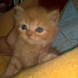 CFA Persian kittens