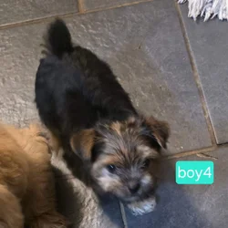 Ckc yorkie puppies