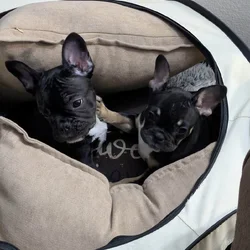 Ready for my furever home