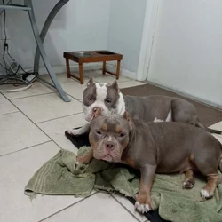 American Bully puppies for sale