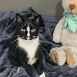 Sweet Girl Needs New Home
