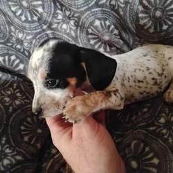 Dachshund Puppy