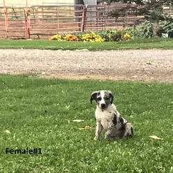 Australian Shepherd/Catahoula