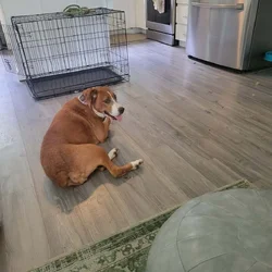 3-5yo fully house trained boxer/pit