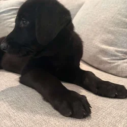 Golden Shepherd