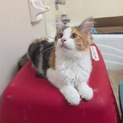 Maine Coon Mix Kittens