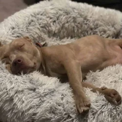 Great dog to an even better home