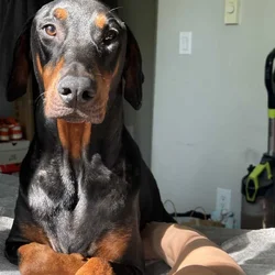 Rehoming two beautiful loving Doberman pinchers