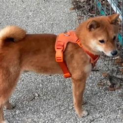 Shiba Inu Pups