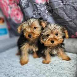 Need a new home