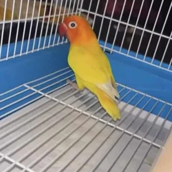 Love bird