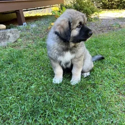 Midnight Kangal – Russian Shepherd Guardian Puppy