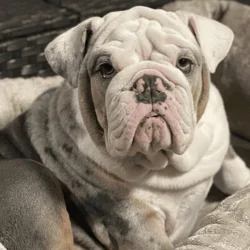 English Bulldog Stud