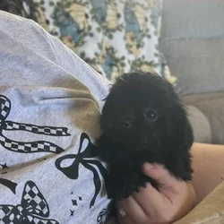 Shih poo