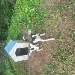Cute Aussie Mix