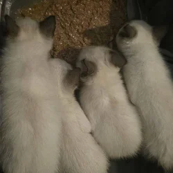 Beautiful Seal Point Siamese kittens