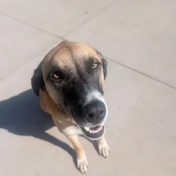 Lab mix spayed female- Loving and well trained.
