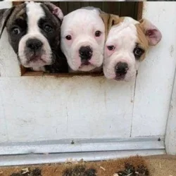 NKC American Bulldog Pups, Born 6/25/26