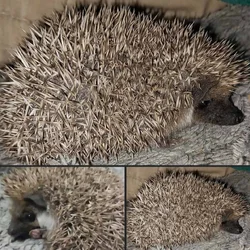 Hedgehog male