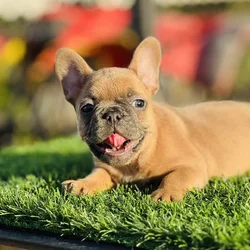 FRENCH BULLDOG PUPPY