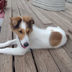 "JoyJoy" Rough Collie Sable headed Female,5 months