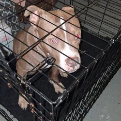 5 month old American pitbull