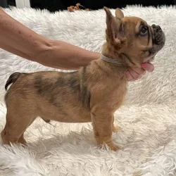 Fluffy Frenchies