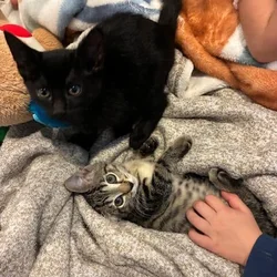 Free 9 week old kittens