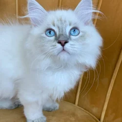 *** Siberian Kitten (Neva Masquerade) – Female ***